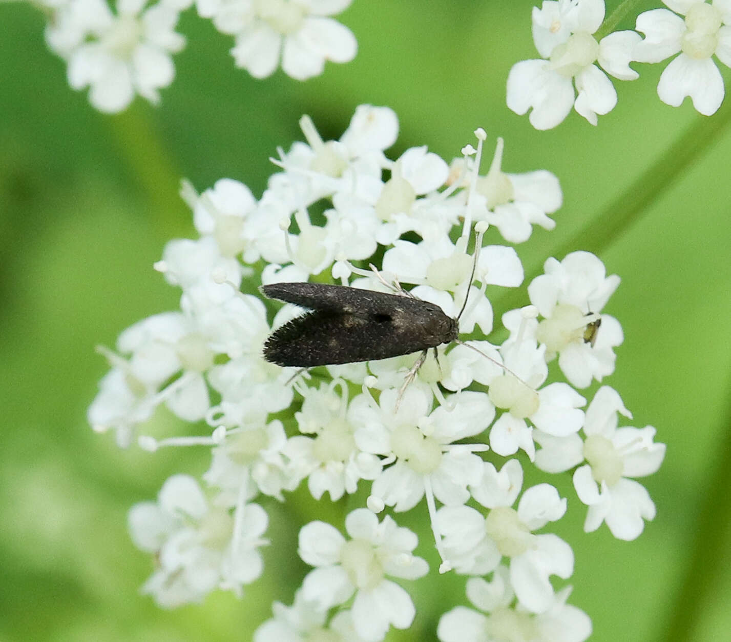 Image of Phaulernis dentella Zeller 1839