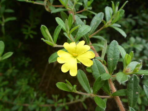 Image of Hibbertia hirticalyx H. R. Toelken