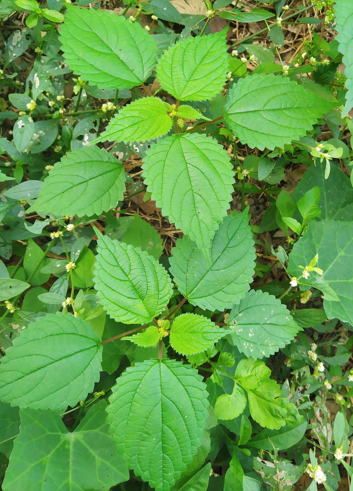 Image of West Indian woodnettle