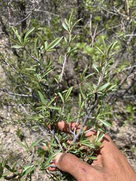 Image of wild crab apple