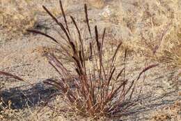 Image of purple needlegrass