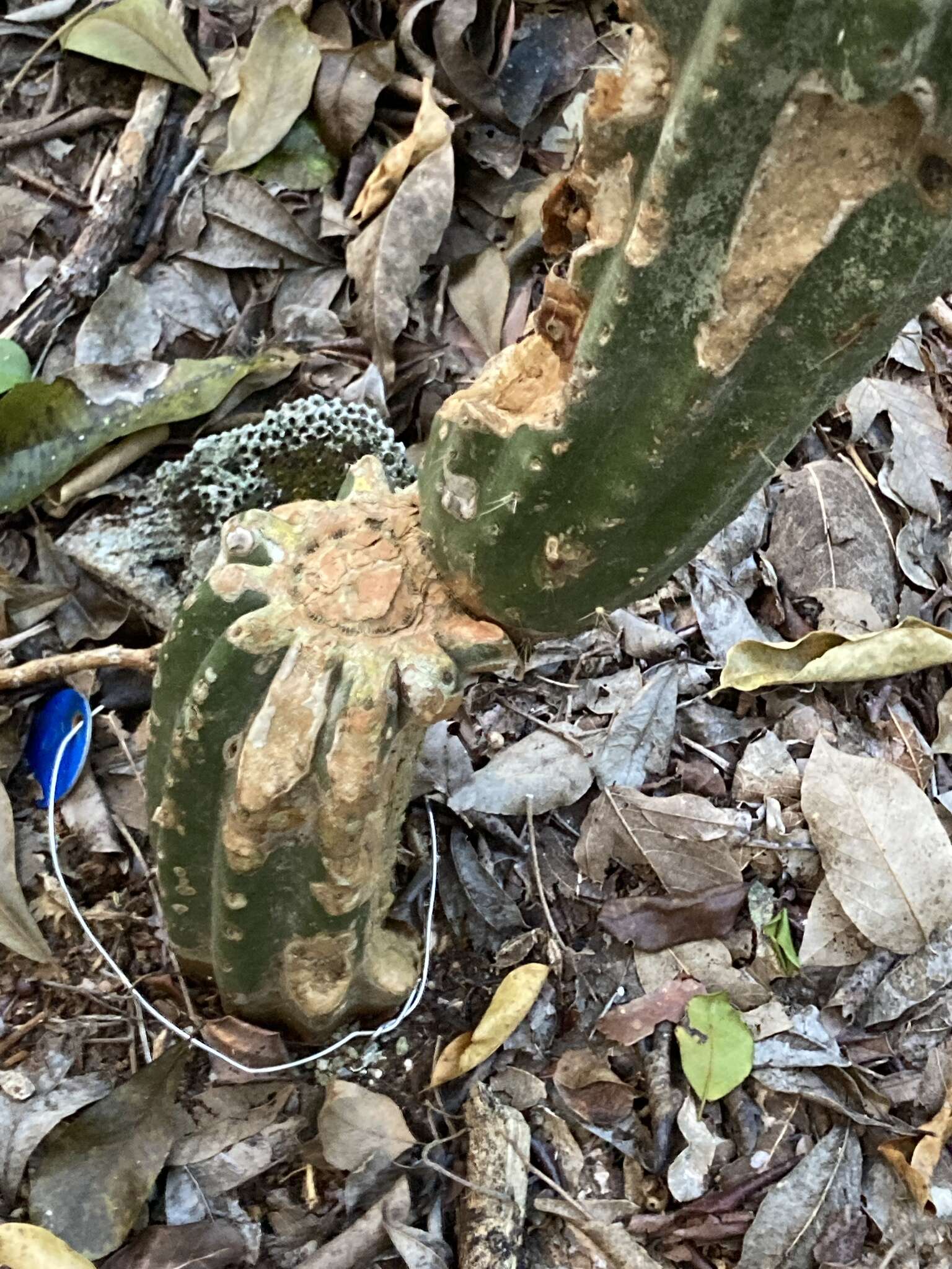 Imagem de Pilosocereus robinii (Lem.) Byles & G. D. Rowley