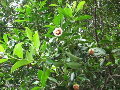 Clusia lanceolata Cambess. resmi