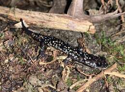 Image of Cumberland Plateau Salamander