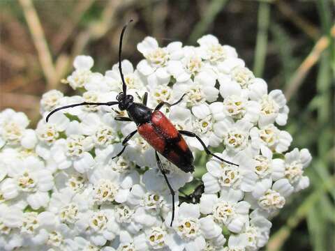 Image of Stenurella (Priscostenurella) bifasciata (Müller 1776)