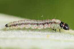 Psoricoptera gibbosella Zeller 1839 resmi