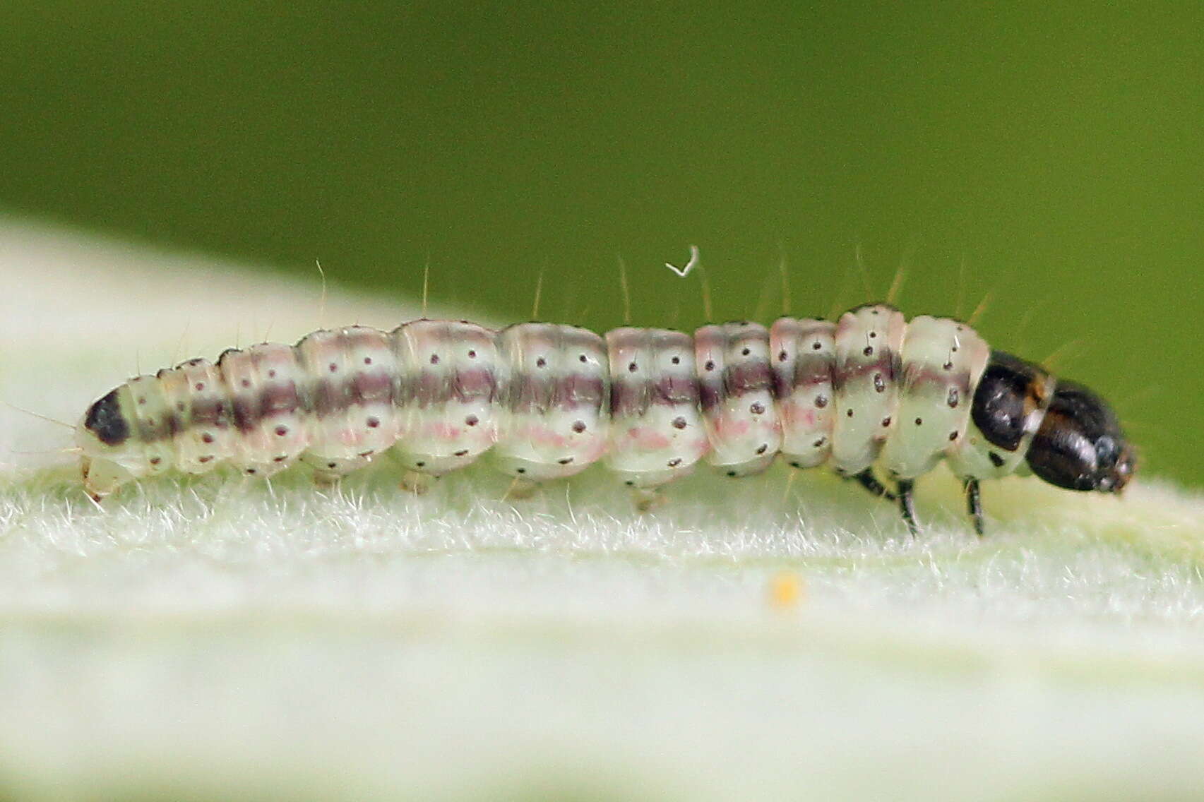 Image of Psoricoptera gibbosella Zeller 1839