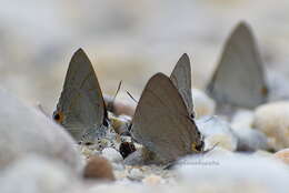 Слика од Hypolycaena erylus himavantus Fruhstorfer 1912