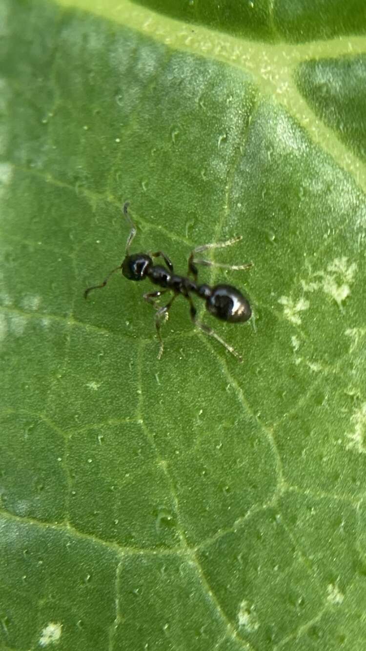 Image of <i>Temnothorax pergandei</i>