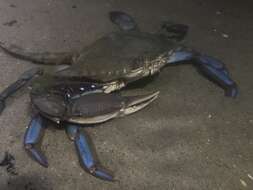 Image of arched swimming crab