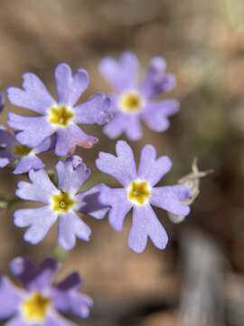 Image of Zaluzianskya affinis O. M. Hilliard