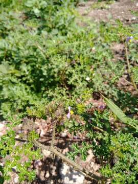 Image de Solanum heterodoxum Dun.