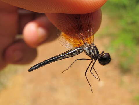 Image of Gynothemis Calvert 1909