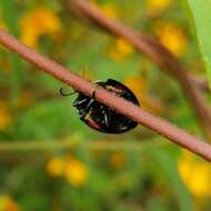 صورة Cyrtonota tristigma (Boheman 1850)