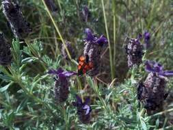 Image of Zygaena graslini Lederer 1855