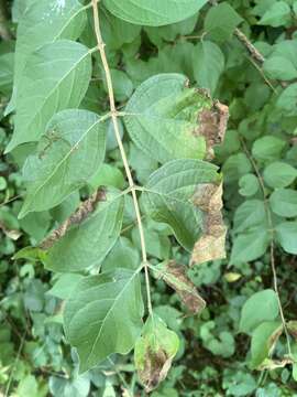 Sivun Insolibasidium deformans (C. J. Gould) Oberw. & Bandoni 1984 kuva