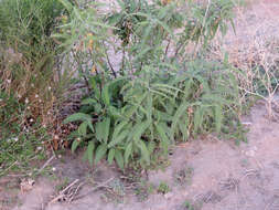 Image of Ambrosia-leaf Bursage