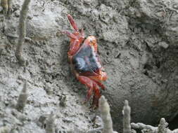 Metopograpsus latifrons (White 1847) resmi