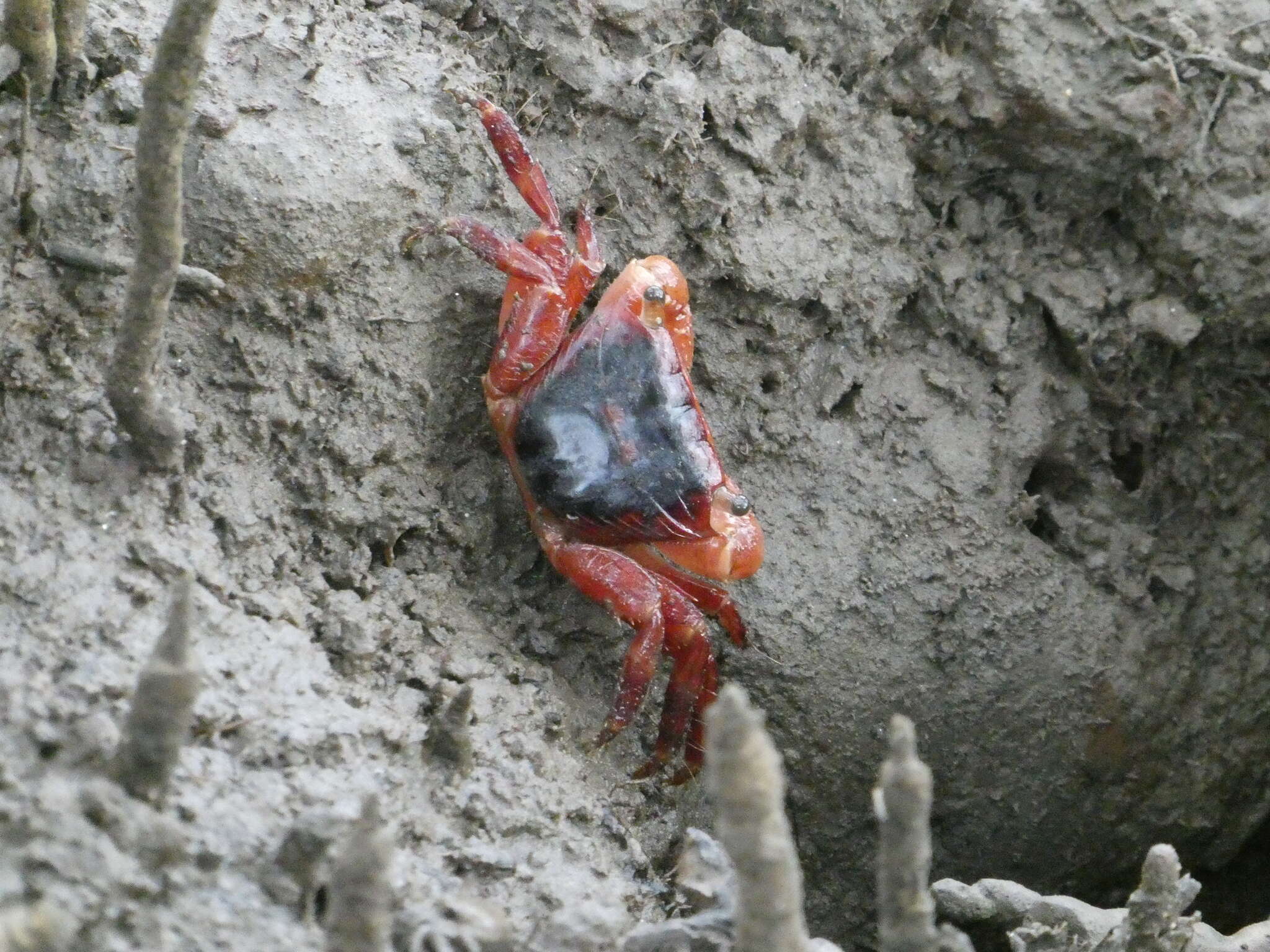 Metopograpsus latifrons (White 1847)的圖片