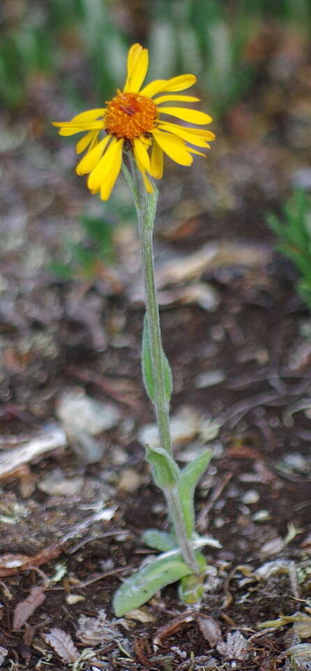 Image of fuscate groundsel