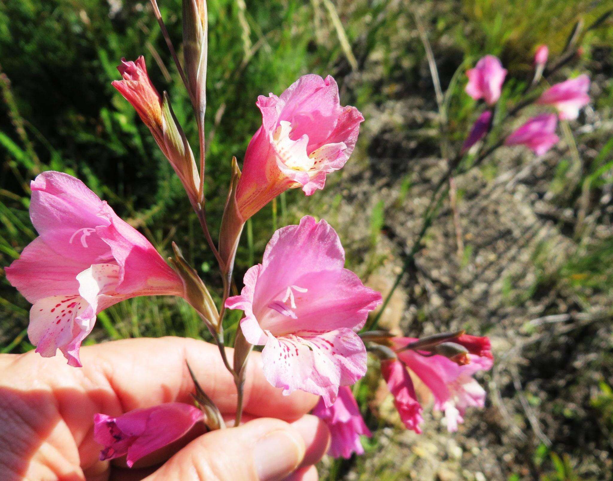 Imagem de Gladiolus hirsutus Jacq.