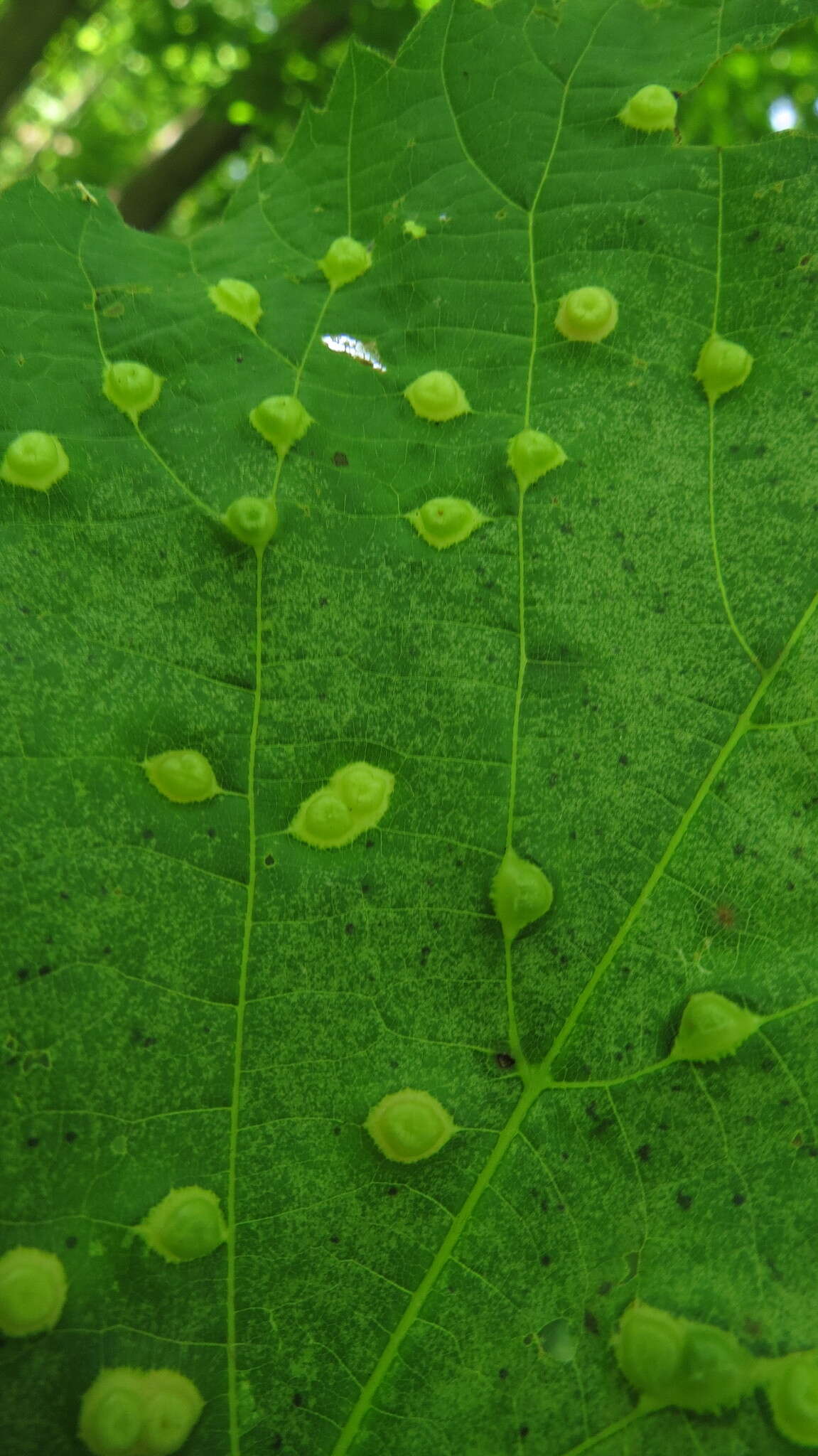 Image of Contarinia verrucicola (Osten Sacken 1875)