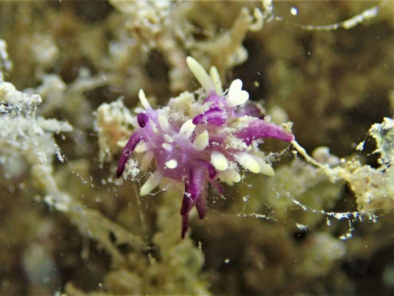 Image of Okenia purpurata Rudman 2004