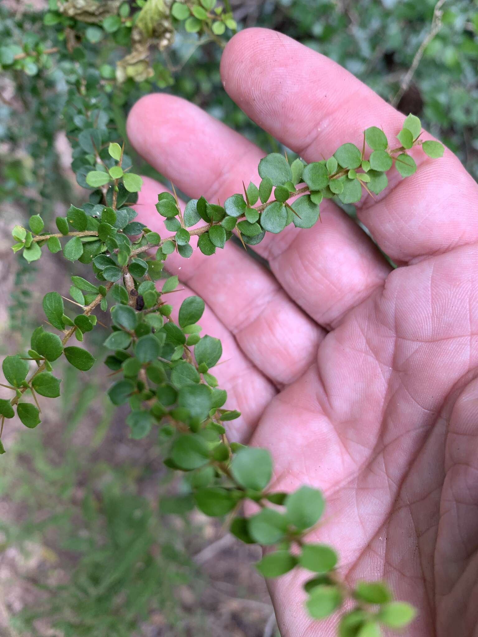 Image of Pittosporum spinescens (F. Müll.) L. W. Cayzer, M. D. Crisp & I. R. H. Telford