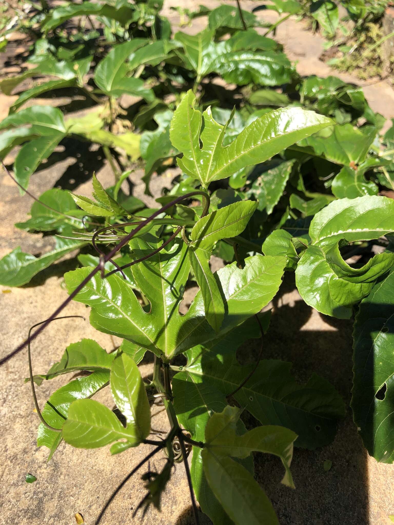 Sivun Passiflora edulis flavicarpa Deg. kuva