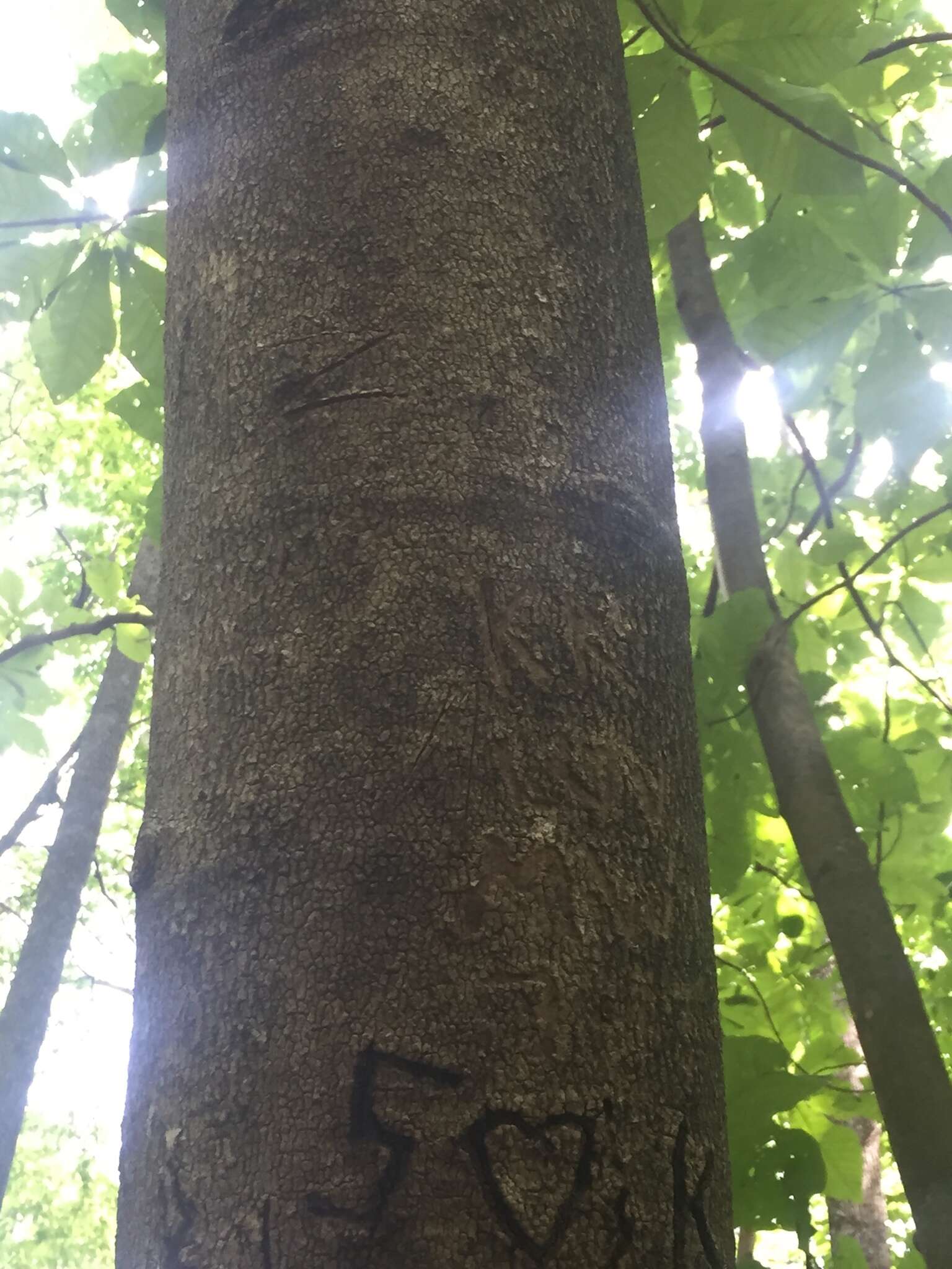 Image of Ear-Leaf Umbrella Tree