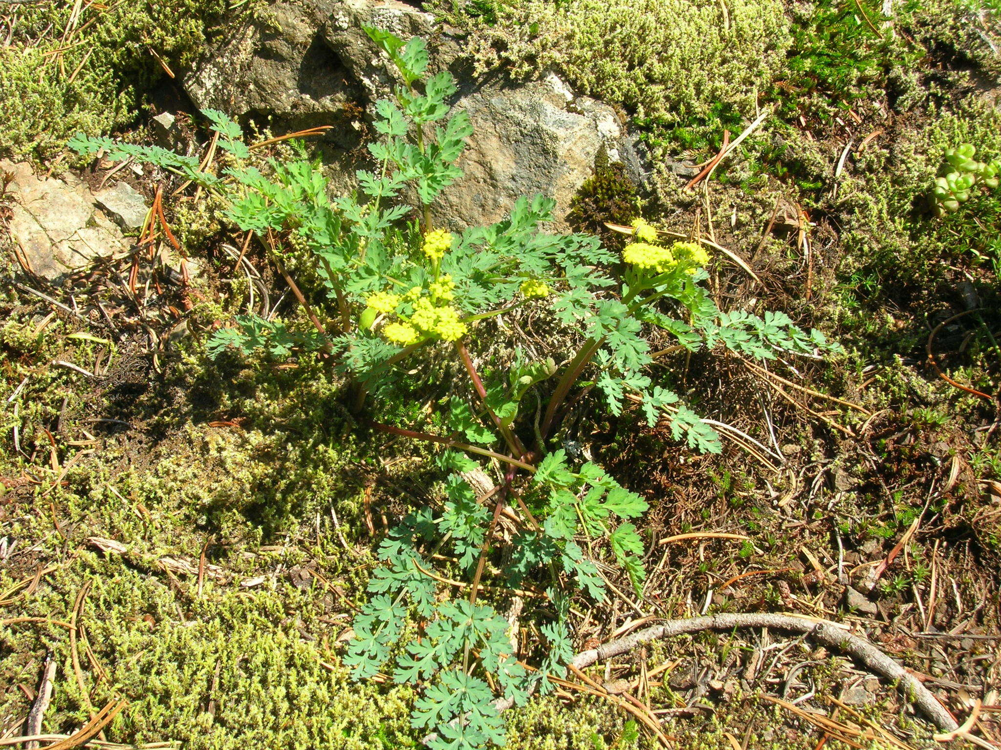 Image of cascade desertparsley