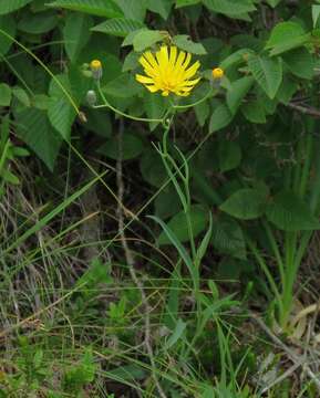 Image of Hieracium glaucum All.