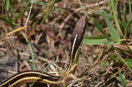 Image of Thamnophis saurita saurita (Linnaeus 1766)