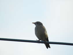 Image of Chestnut-tailed Starling