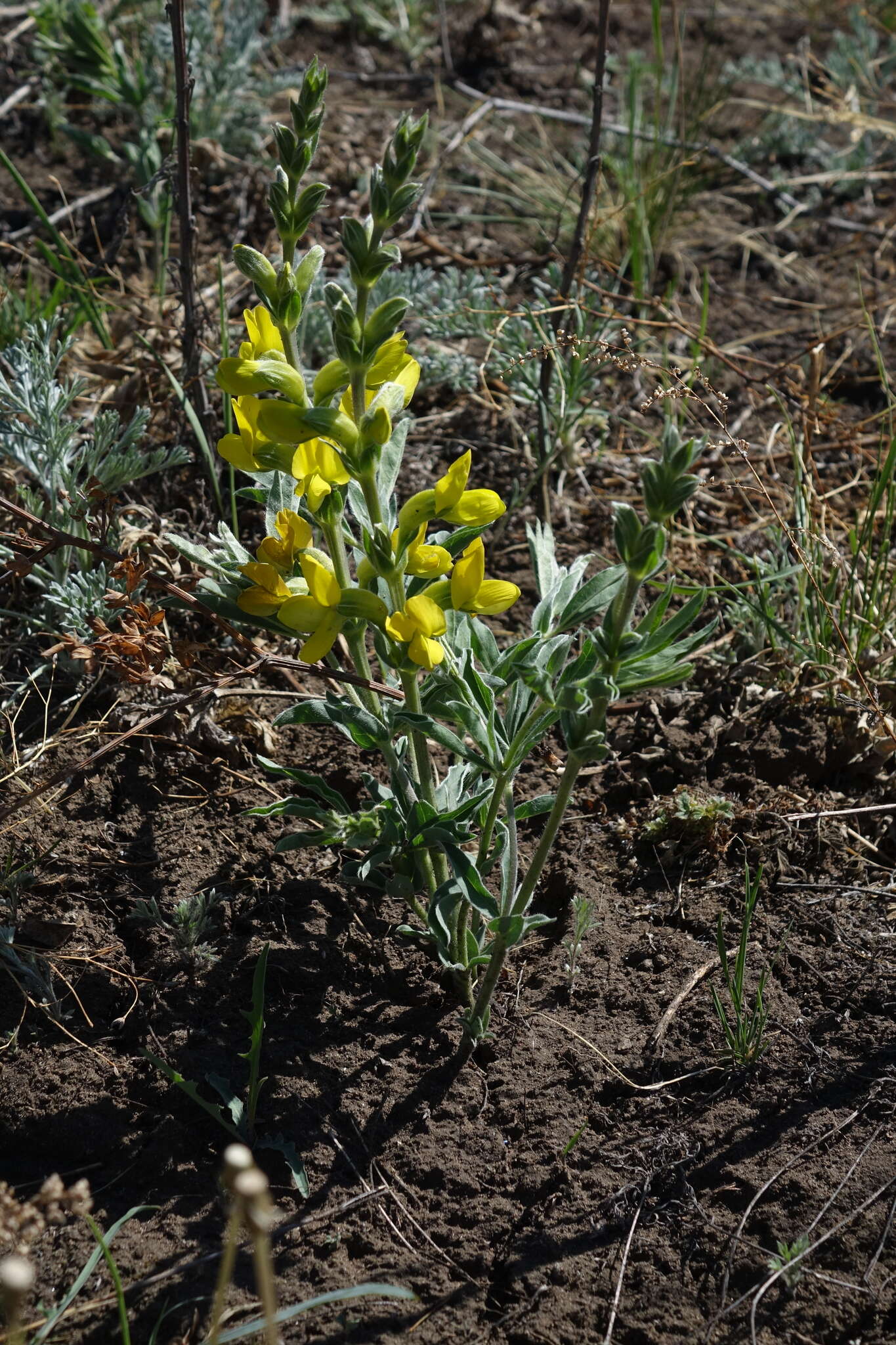 Image of Thermopsis mongolica Czefr.