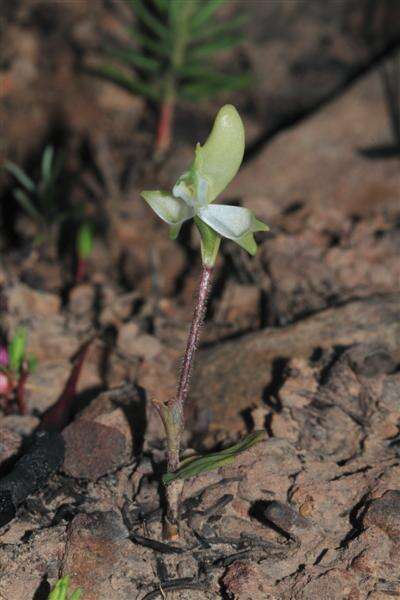 Image of Disperis bolusiana subsp. macrocorys (Rolfe) J. C. Manning