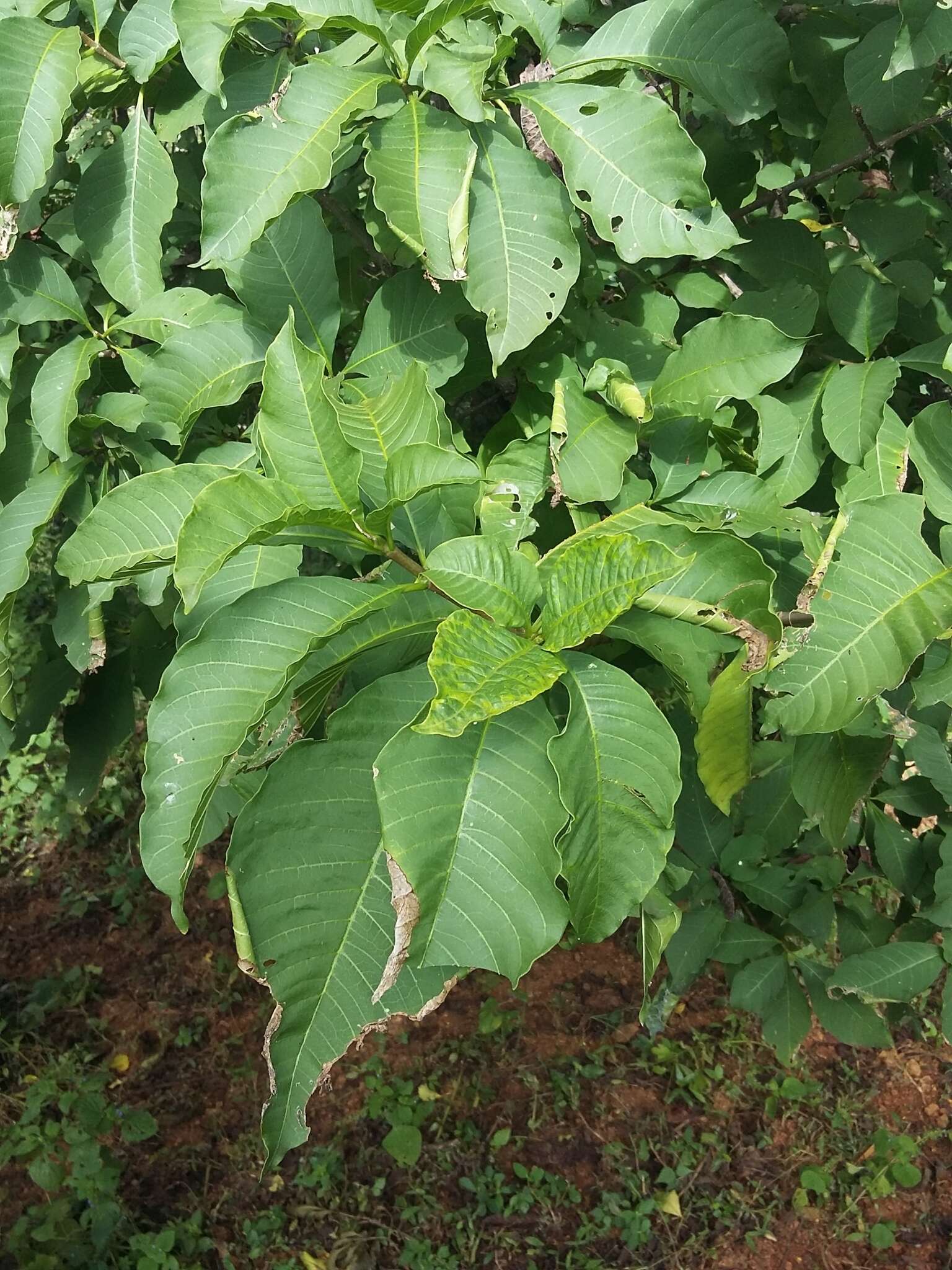 صورة Tabernaemontana tomentosa (Greenm.) A. O. Simões & M. E. Endress