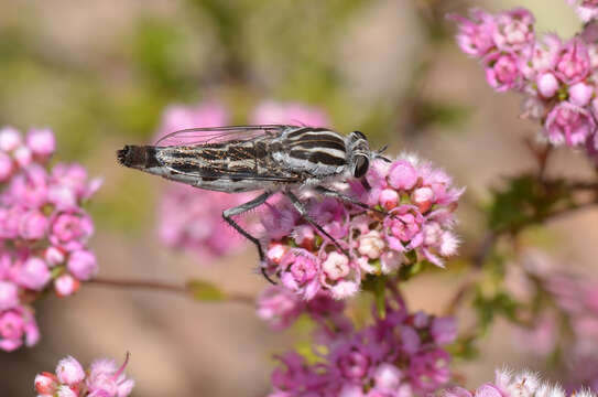 Image of Apiocera longitudinalis Paramonov 1953