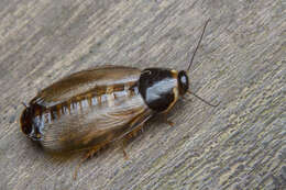 Image of Burrowing cockroach