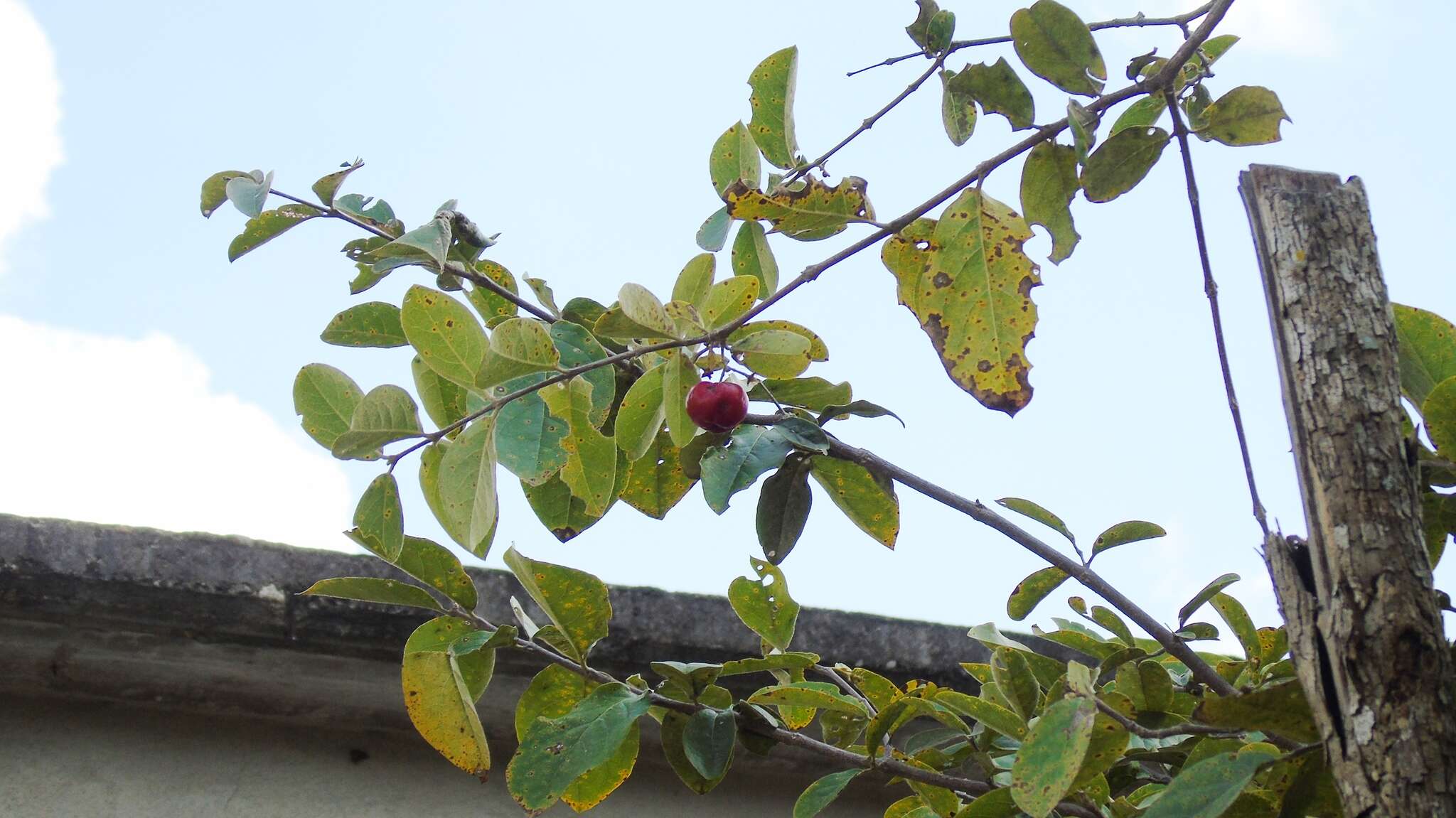 Imagem de Malpighia mexicana A. Juss.