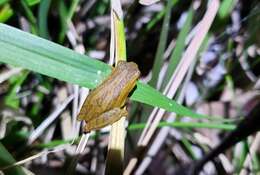 Image of Lesser Treefrog