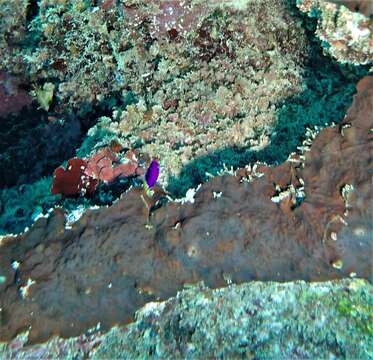 Image of Bicolor dottyback