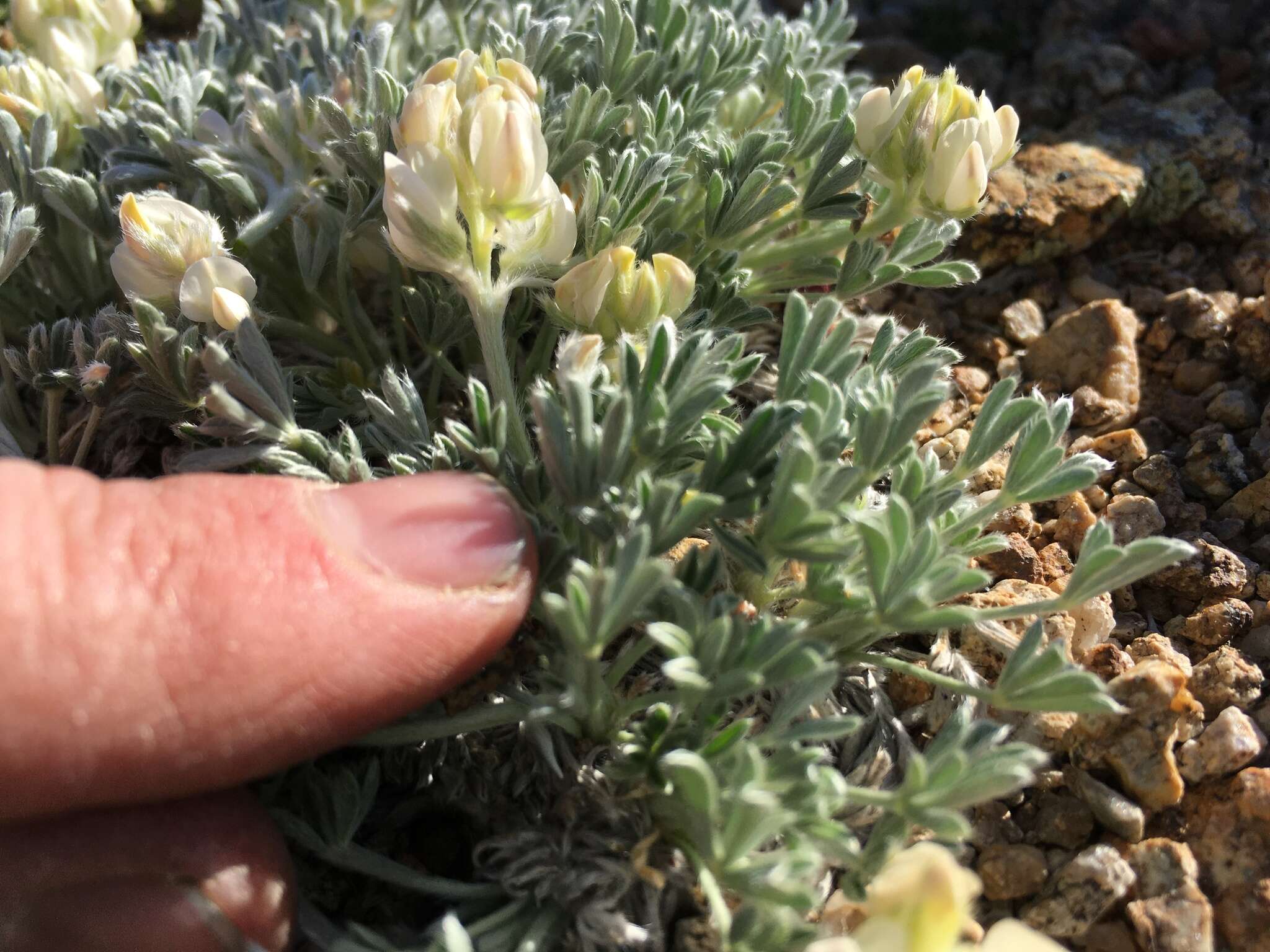 Image de Lupinus breweri A. Gray