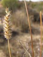 Image de Tribolium hispidum (Thunb.) Desv.