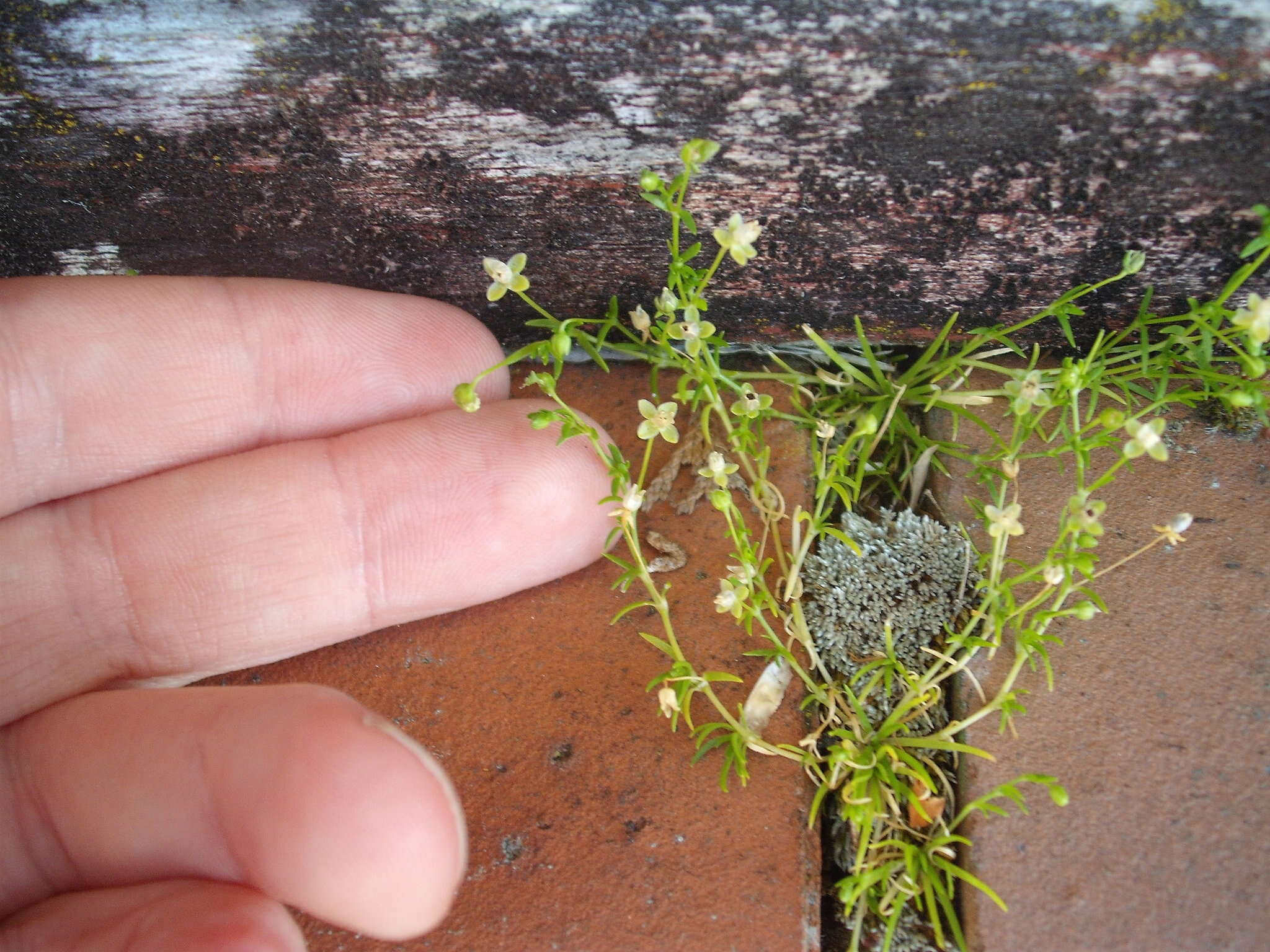 Image of annual pearlwort