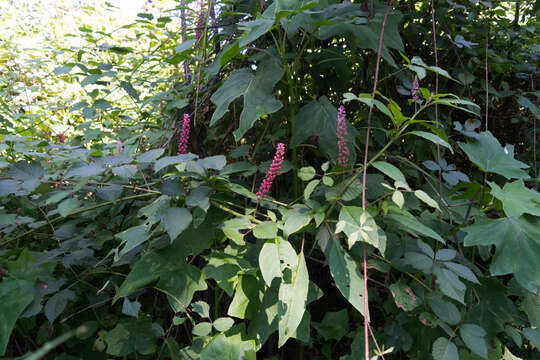 Image of tropical pokeweed