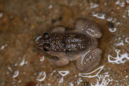 Image of Round-tongued Floating Frog