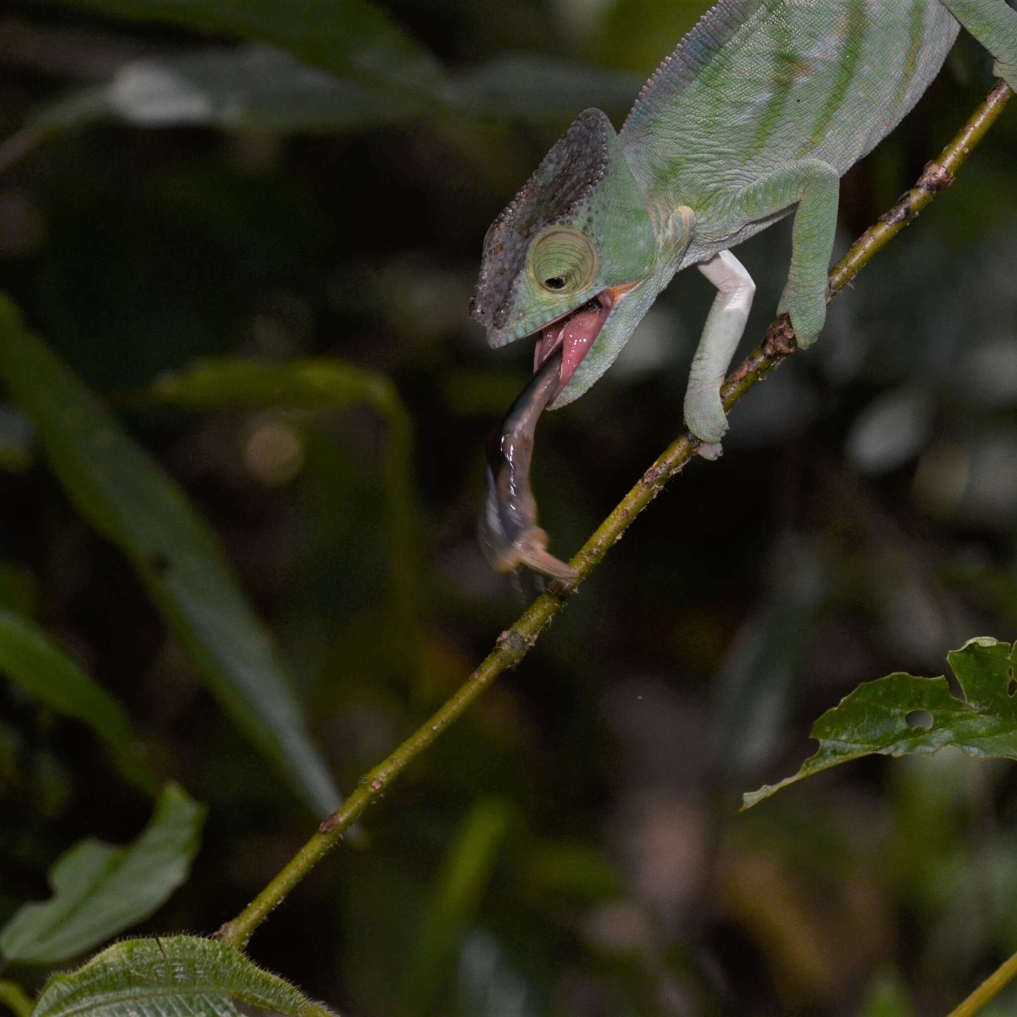 Image of Parson's Chameleon