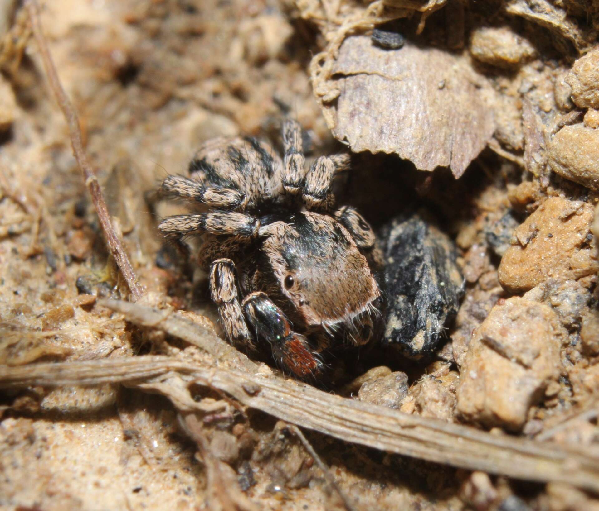 Image of Habronattus texanus (Chamberlin 1924)