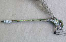 Image of Emerald Spreadwing